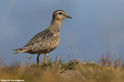 Eudromias morinellus (dotterel - piviere tortolino)