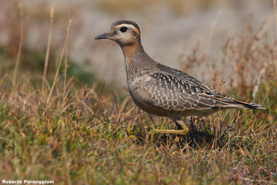 Eudromias morinellus (dotterel - piviere tortolino)