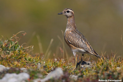 Eudromias morinellus (dotterel - piviere tortolino)