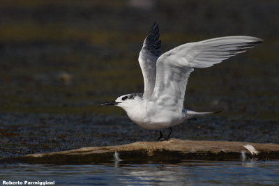 Sterna sandvicensis (sandwich  tern -  beccapesci