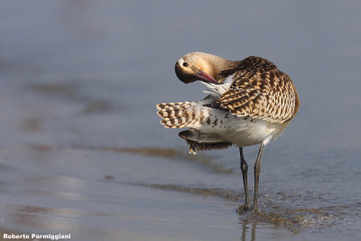 Limosa lapponica (bar-tailed godwit - pittima minore)