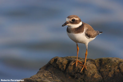 Charadrius hiaticula (ringer plover - corriere grosso)