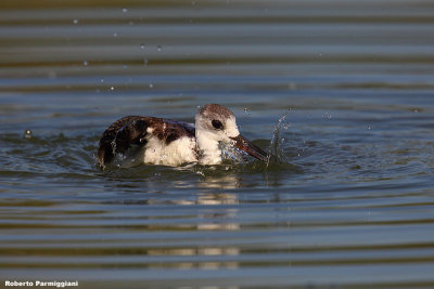 Himantopus himantopus (black winged stilt-cavaliere d'Italia)
