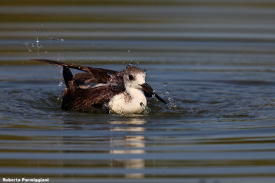 Himantopus himantopus (black winged stilt-cavaliere d'Italia)