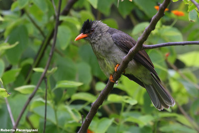 Hypsipetes crassirostris (seychelle bulbul)