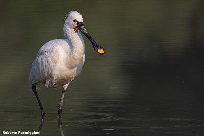 Platalea leucorodia (spoonbill - spatola)