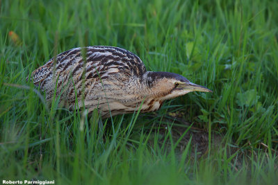 Botaurus stellaris (bittern-tarabuso)