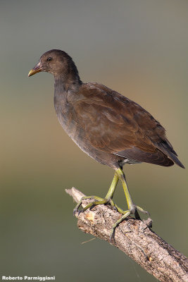 Gallinula chloropus (moorhen-gallinella d'acqua)