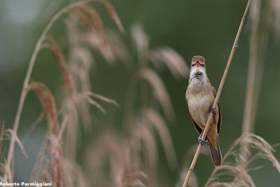 Acrocephalus arundinaceus (great reed warbler -  cannareccione)