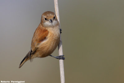 Remiz pendulinus (penduline tit-pendolino) 