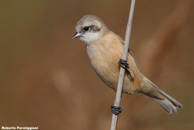 Remiz pendulinus (penduline tit-pendolino) 