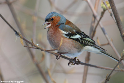 Fringilla coelebs (chaffinch-fringuello)