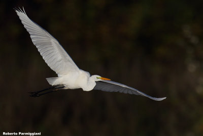 Egretta alba (great white heron-airone bianco maggiore)