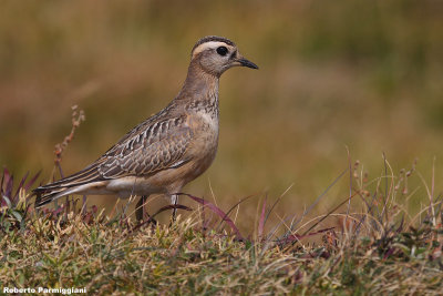 Eudromias morinellus (dotterel - piviere tortolino)