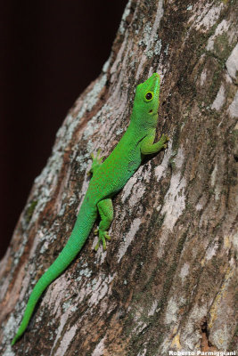 Phelsuma sundbergi (Seychelles gecko)
