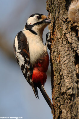 Dendrocopos major (graet spotted woodpecker-picchio rosso maggiore)