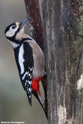 Dendrocopos major (graet spotted woodpecker-picchio rosso maggiore)