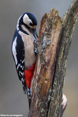 Dendrocopos major (graet spotted woodpecker-picchio rosso maggiore)