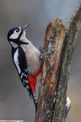 Dendrocopos major (graet spotted woodpecker-picchio rosso maggiore)