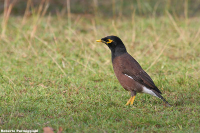 Acridotheres tristis (common myna -maina comune)