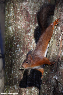 Sciurus vulgaris (red squirrel - scoiattolo rosso