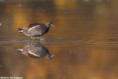 Gallinula chloropus (moorhen-gallinella d'acqua)