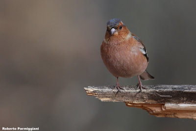 Fringilla coelebs (chaffinch-fringuello)