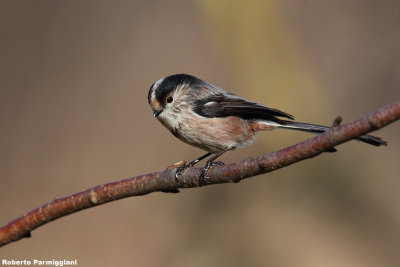 Aegithalos caudatus(long tailed tit-codibugnolo)