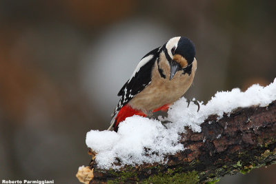 Dendrocopos major (graet spotted woodpecker-picchio rosso maggiore)