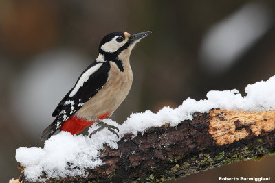 Dendrocopos major (graet spotted woodpecker-picchio rosso maggiore)