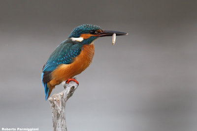 Alcedo atthis (kingfisher-martin pescatore)