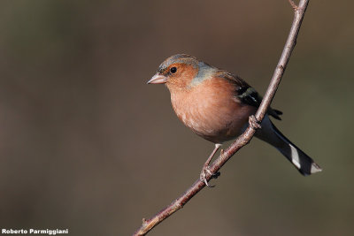 Fringilla coelebs (chaffinch-fringuello)