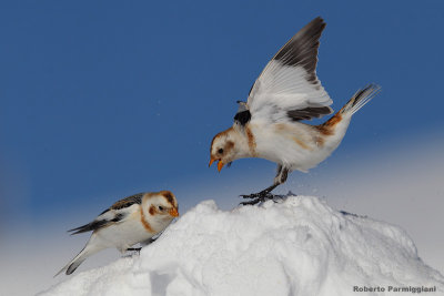 Plectrophenax_nivalis (snow bunting-zigolo delle nevi)