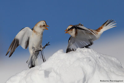 Plectrophenax_nivalis (snow bunting-zigolo delle nevi)