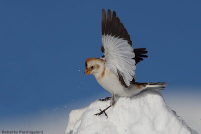 Plectrophenax_nivalis (snow bunting-zigolo delle nevi)