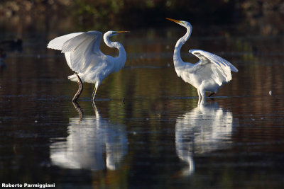 Egretta alba (great white heron-airone bianco maggiore)