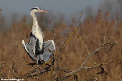 Ardea cinerea (common heron-airone cenerino)