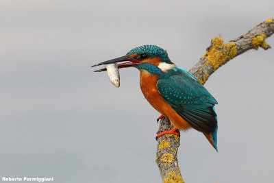 Alcedo atthis (kingfisher-martin pescatore)