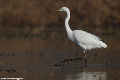 Egretta alba (great white heron-airone bianco maggiore)