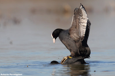 Fulica atra (coot - folaga)