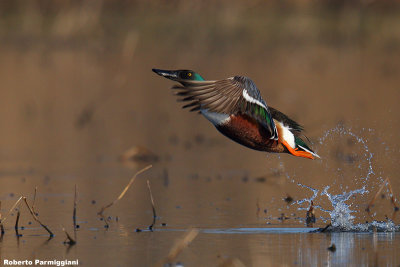 Anas clypeata (shoveler - mestolone)