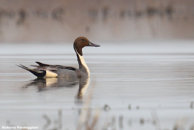 Anas acuta (pintail - codone)