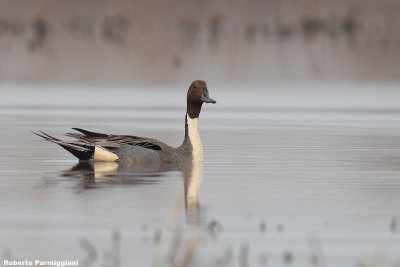 Anas acuta (pintail - codone)