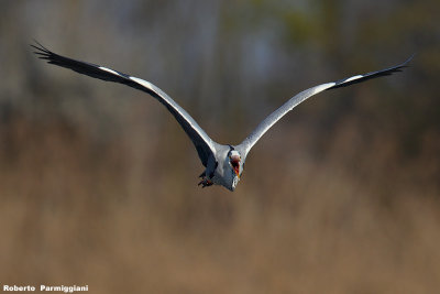Ardea cinerea (common heron-airone cenerino)