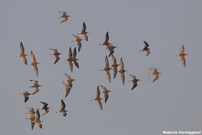 Philomachus pugnax (ruff - combattente)