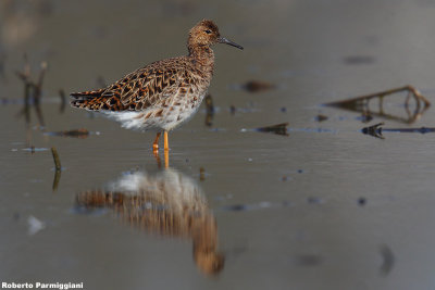 Philomachus pugnax (ruff - combattente)