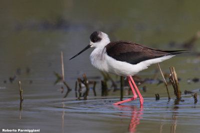 Himantopus himantopus (black winged stilt-cavaliere d'Italia)