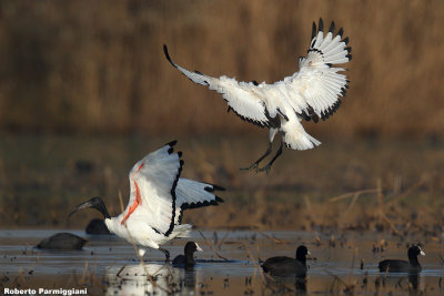 Threskiornis aethiopicus (sacred ibis - ibis sacro)