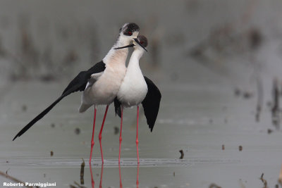 Himantopus himantopus (black winged stilt-cavaliere d'Italia)