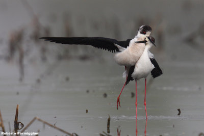 Himantopus himantopus (black winged stilt-cavaliere d'Italia)